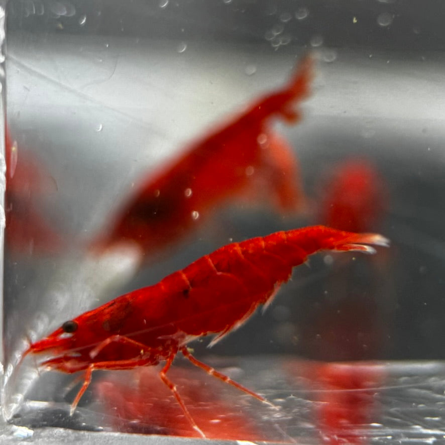 Bloody Mary Neocaridina shrimp close up