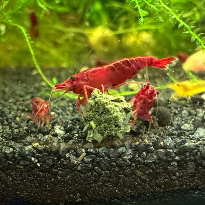 Bloody Mary neocaridina shrimp grazing on shrimp envy food
