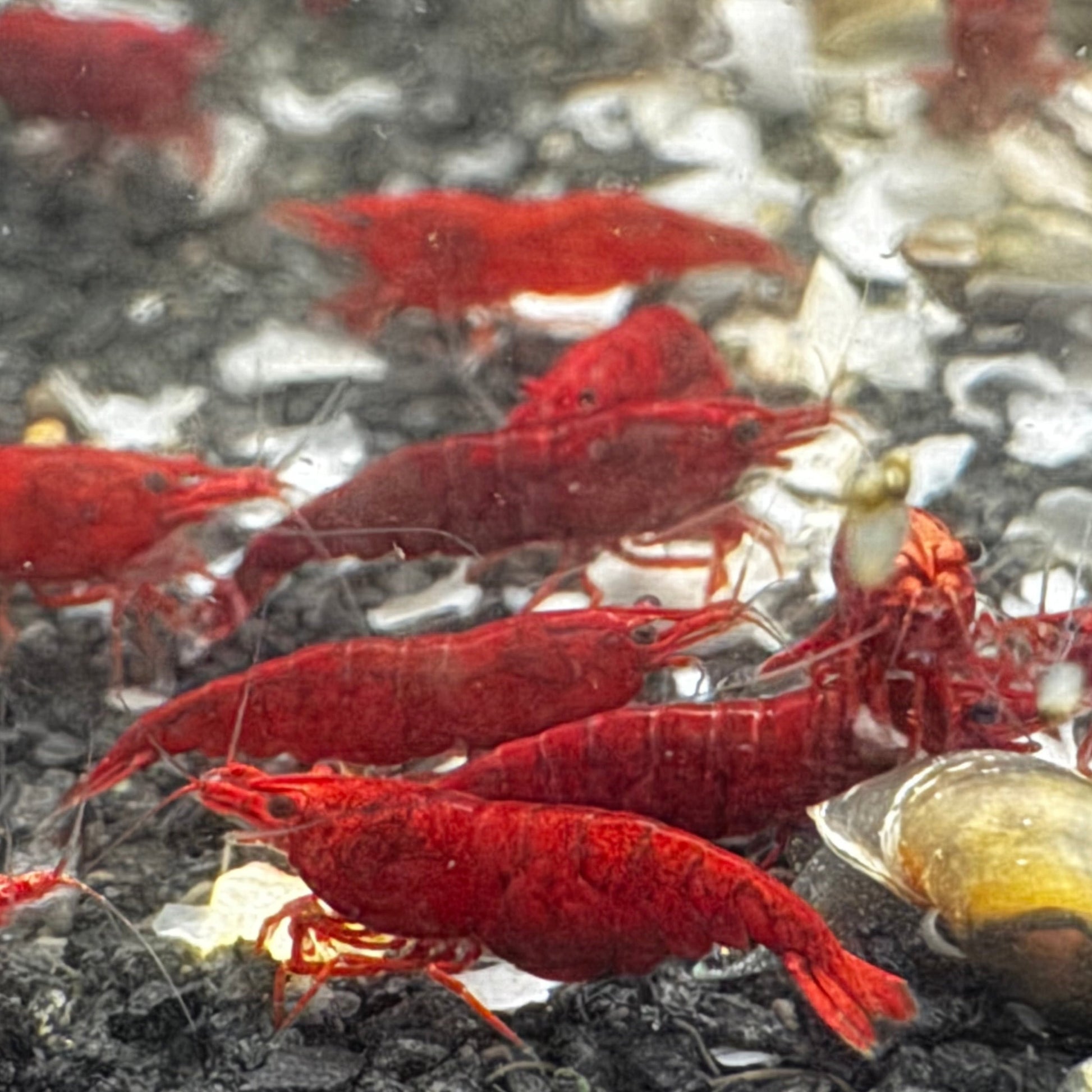 Bloody Mary shrimp with solid color eating snow food