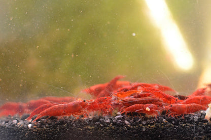 Bloody mary neocaridina shrimp group of cherry shrimp
