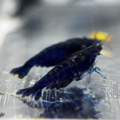 Blue Diamond Neocaridina Shrimp pair