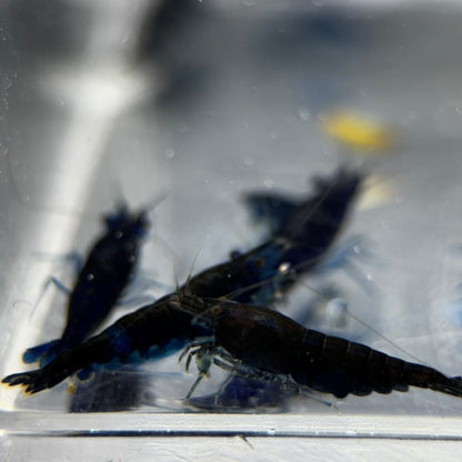 Blue Diamond Neocaridina Shrimp trio