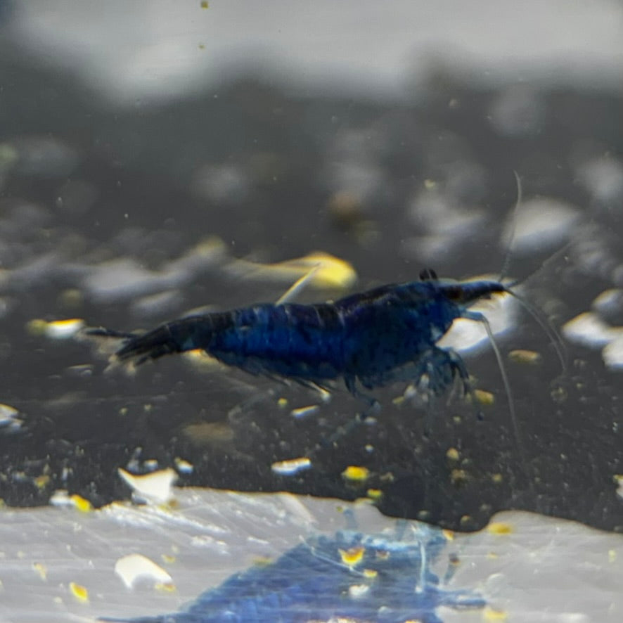 Blue Dream Neocaridina Freshwater Single Shrimp