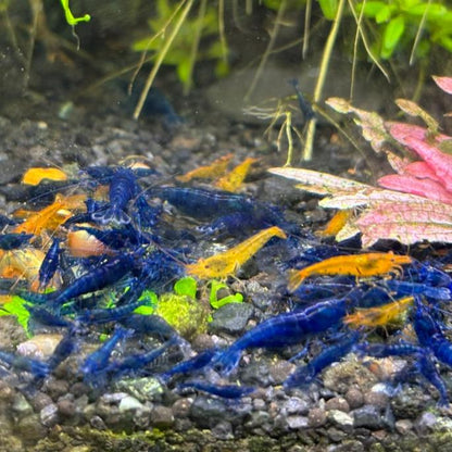 group of ocean blue diamond blue neocaridina