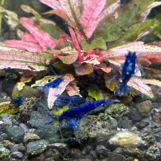 Ocean Blue neocaridina swimming