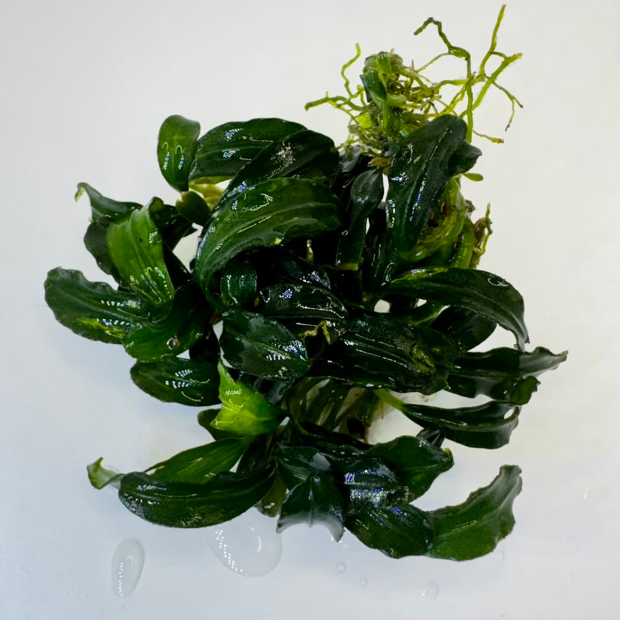 Bucephalandra Kir Royale aquarium plants