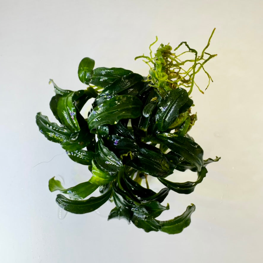 Bucephalandra Kir Royale aquarium plants from above