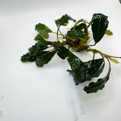 Bucephalandra sp. Medium Sekadau Submerged freshwater aquarium plants 