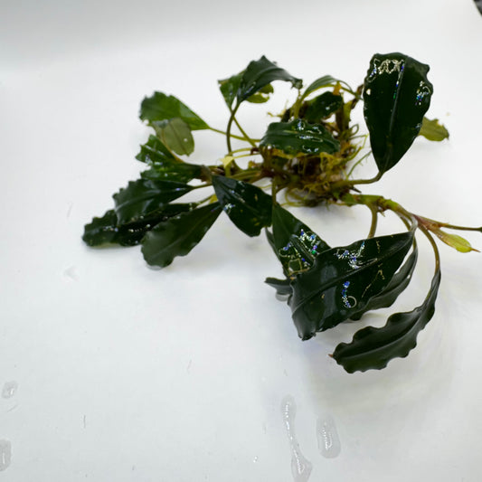 Bucephalandra sp. Medium Sekadau Submerged freshwater aquarium plants 