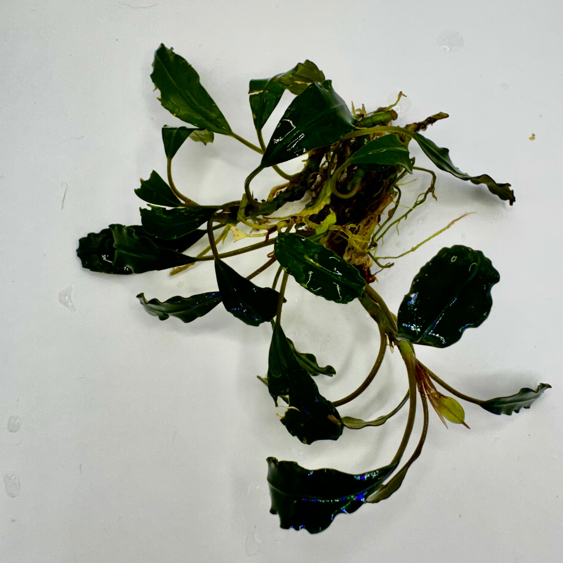 Bucephalandra sp. Medium Sekadau Submerged freshwater aquarium plants close up
