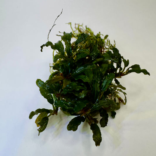 Bucephalandra sp. Mini Catherinae Submerged freshwater aquarium plants 