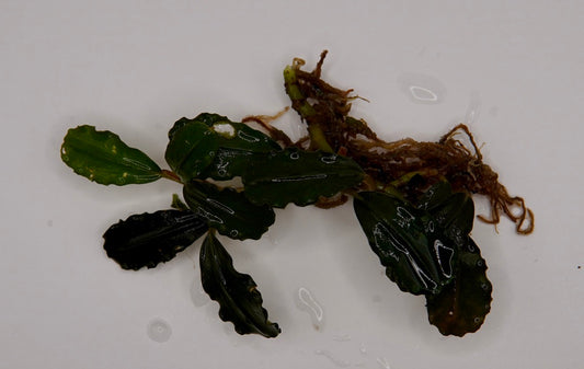Bucephalandra sp. Boyan rhizome (rare)