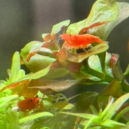 Blood Orange Neocaridina Shrimp