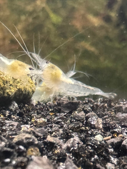 Snowball White Neocaridina Shrimp