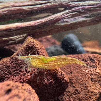 Green Babaulti (Caridina cf. Babaulti) Shrimp