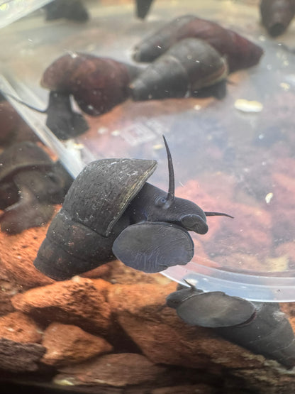 Dwarf Black Rabbit Snail (Tylomelania sp.)