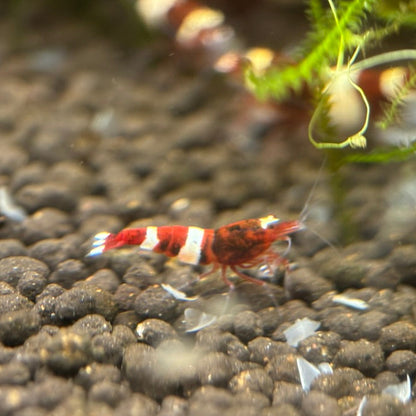 10+1 Taiwan Bee Random Pattern Mix (King Kong Shrimp)
