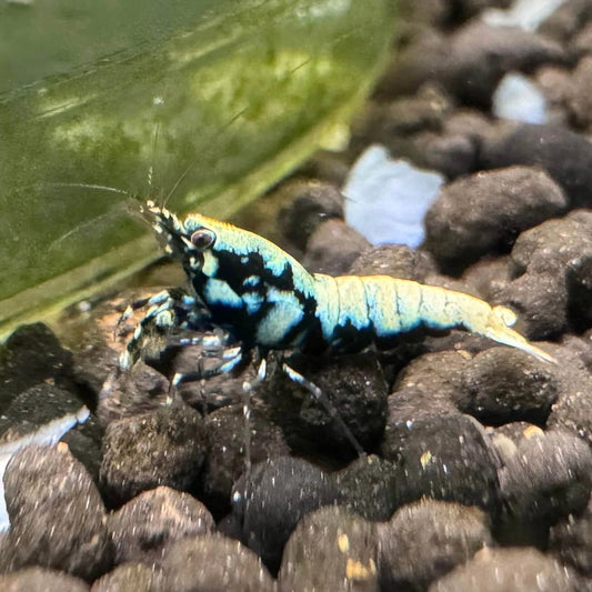 Boa shrimp on aquarium substrate showing distinctive pinto pattern