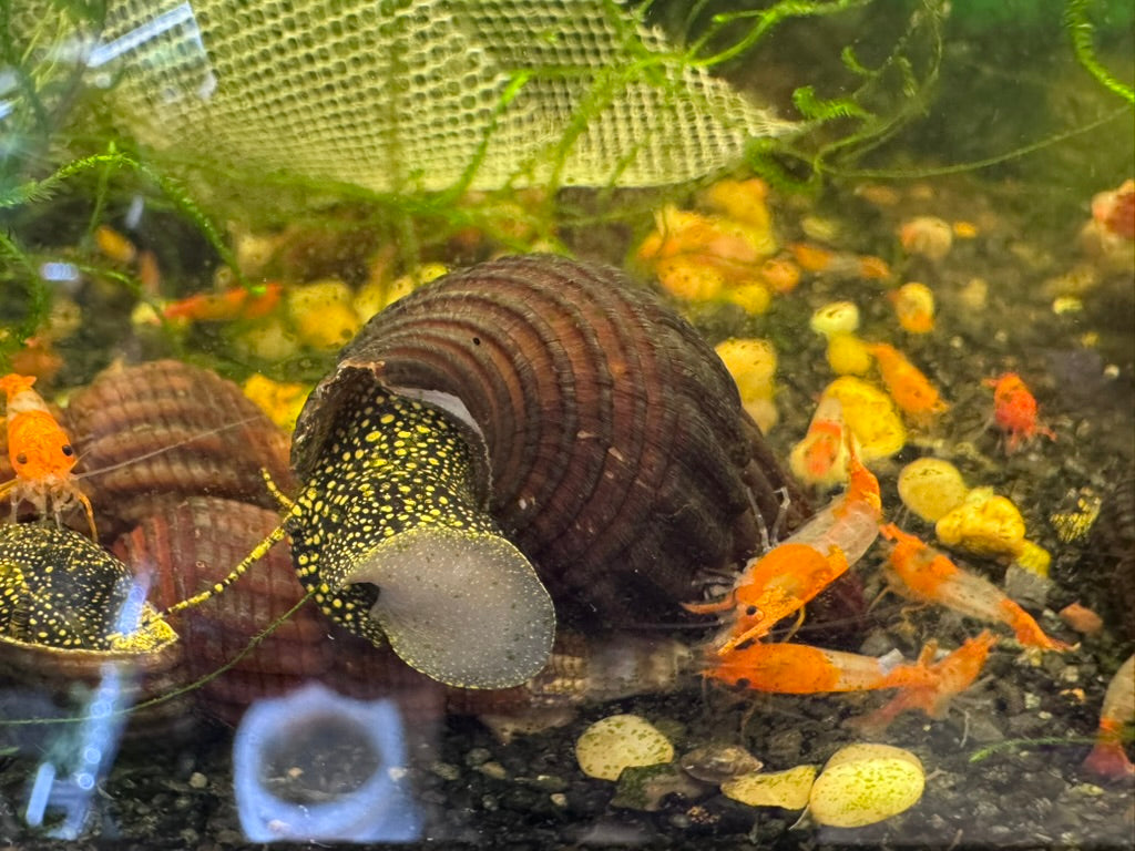 Yellow Flake Rabbit Snail (Tylomelania sp)