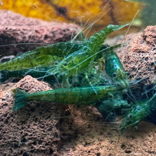 Green Jelly Neocaridina Shrimp