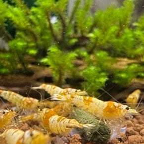 Aquarium with white and yellow caridina shrimp and green plants