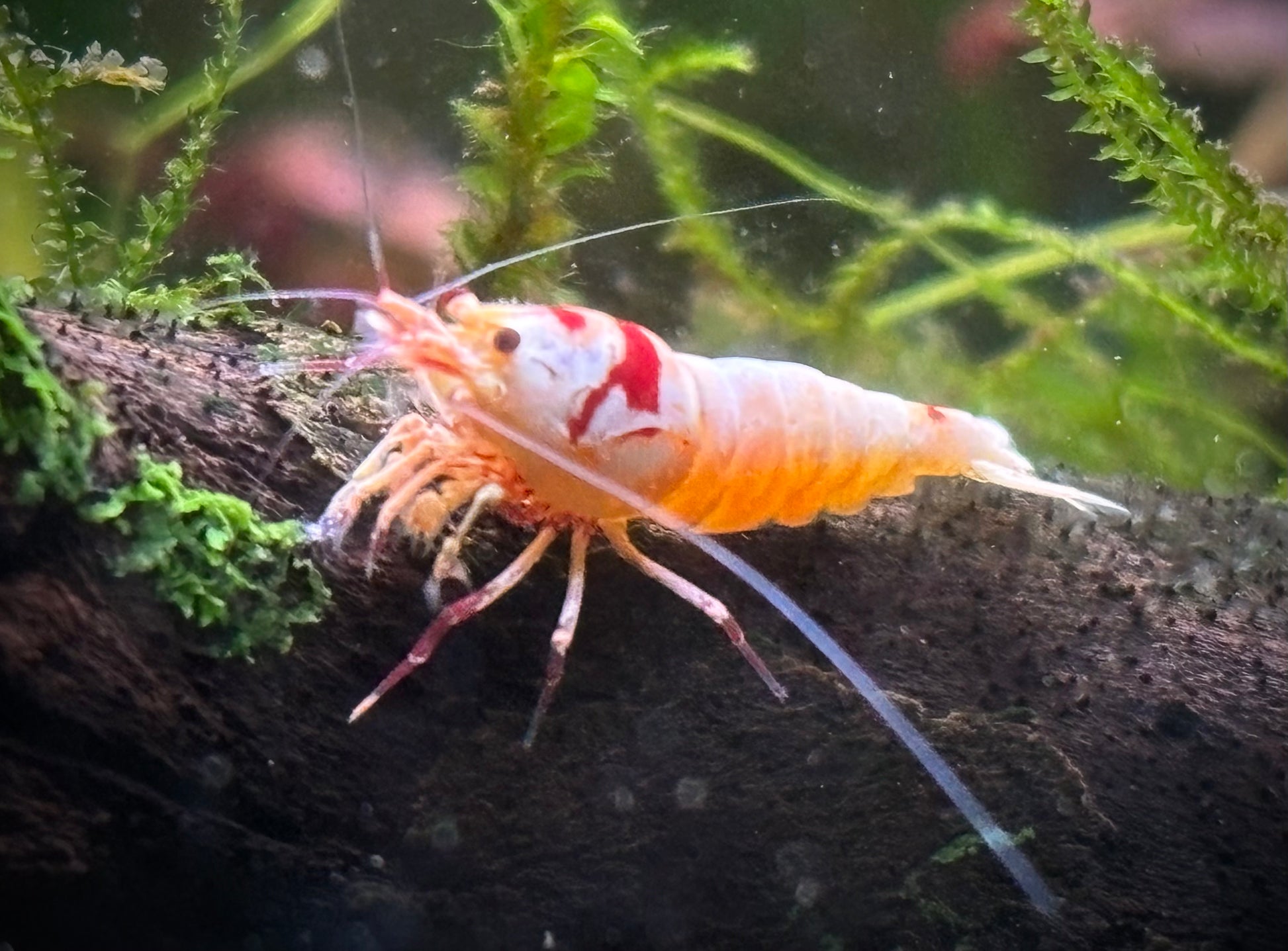 Crystal Red Pure Red Line Caridina Shrimp Close up