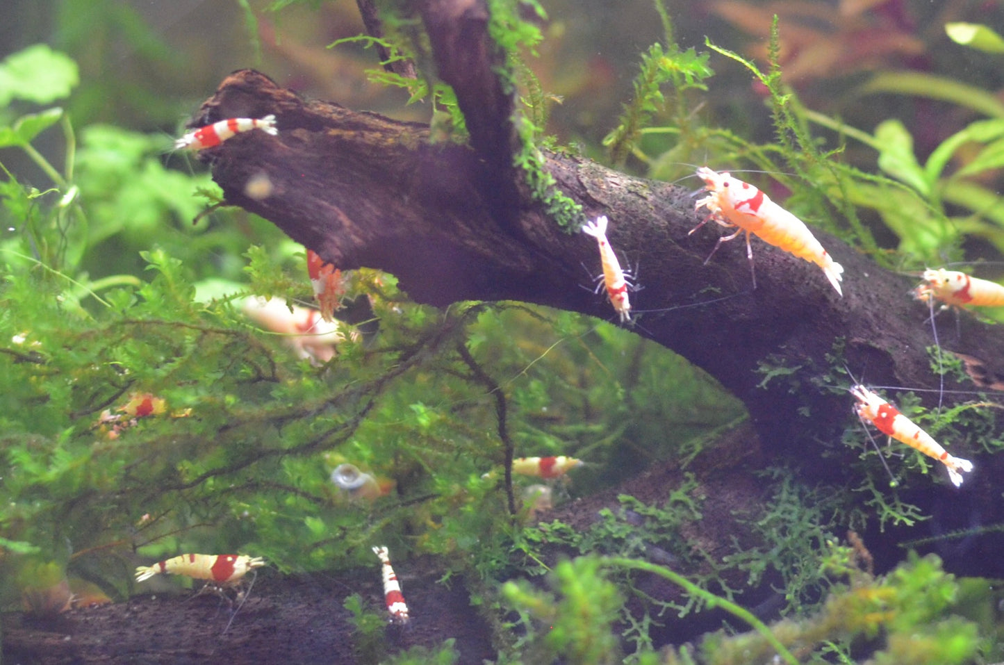 Crystal Red Pure Red Line Caridina Shrimp colony on wood