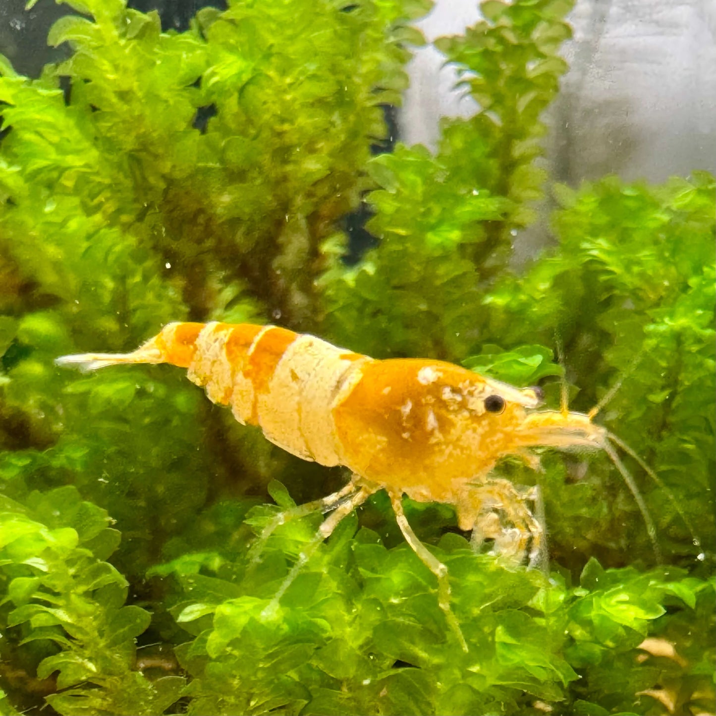 Crystal golden yellow caridina shrimp