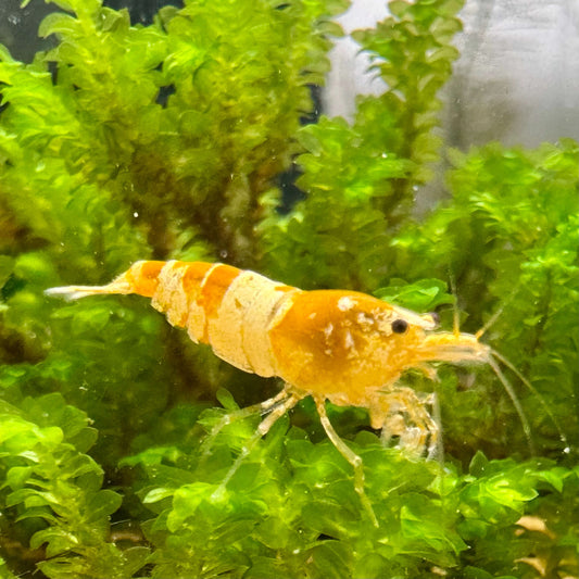Crystal golden yellow caridina shrimp