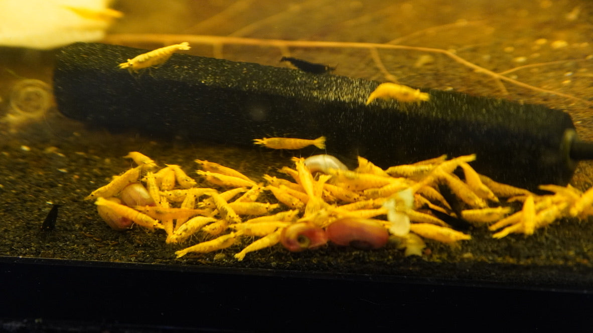 Gold dust neocaridina shrimp group