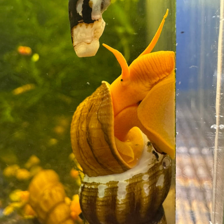 Orange snail in an aquarium with green plants