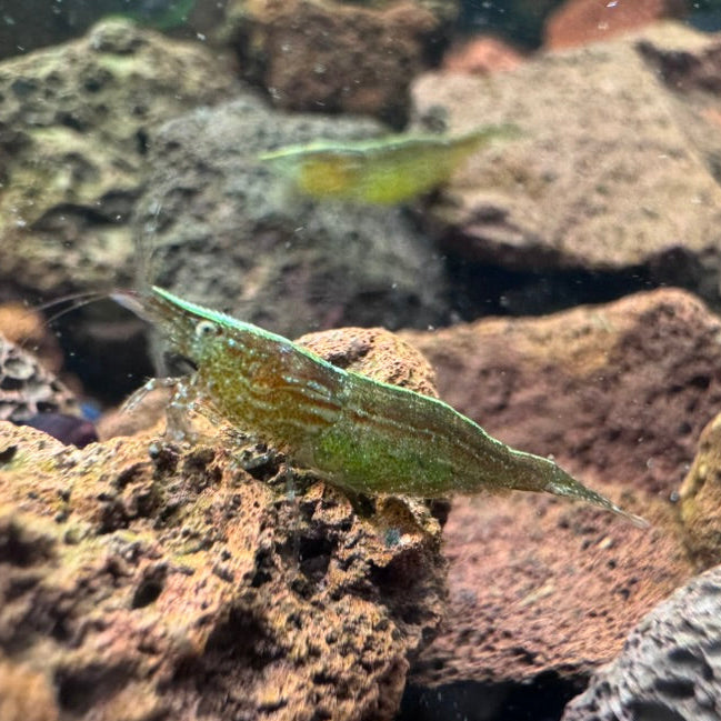 Green babaulti shrimp pregnant