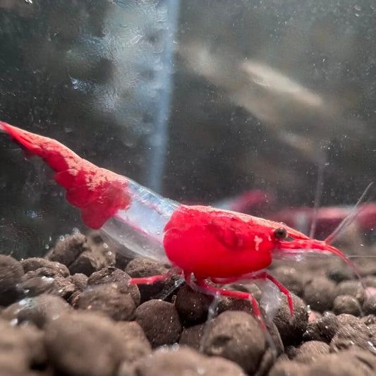 Red Rili Neocaridina shrimp with vivid red head and tail markings grazing on green aquarium moss.