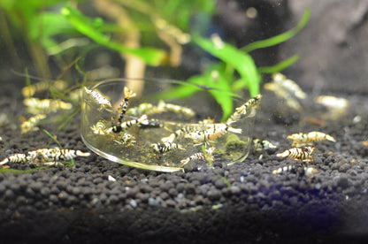 Black Fancy Tiger Freshwater Shrimp Small Group