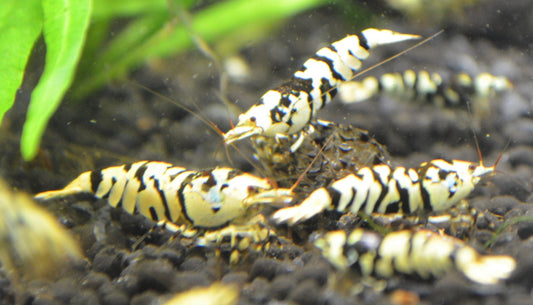 Black Fancy Tiger Freshwater Shrimp Close Up