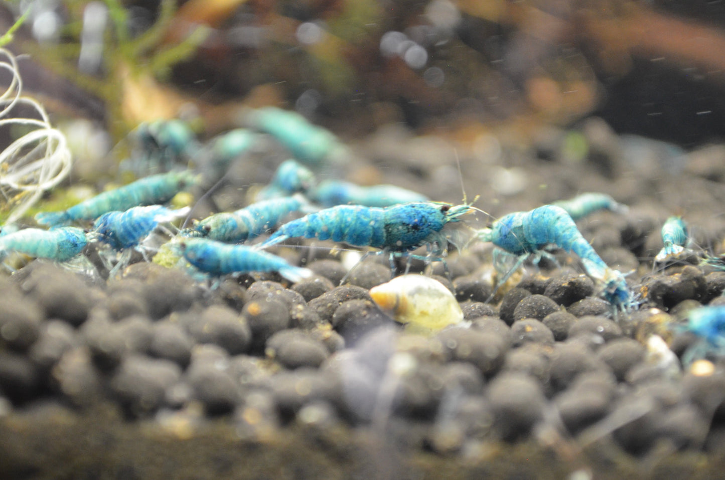 Bluebolt extreme Caridina Shrimp group