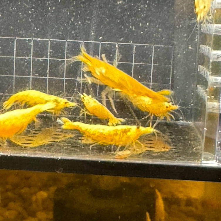 Vibrant Yellow Gold Dust Neocaridina Shrimp