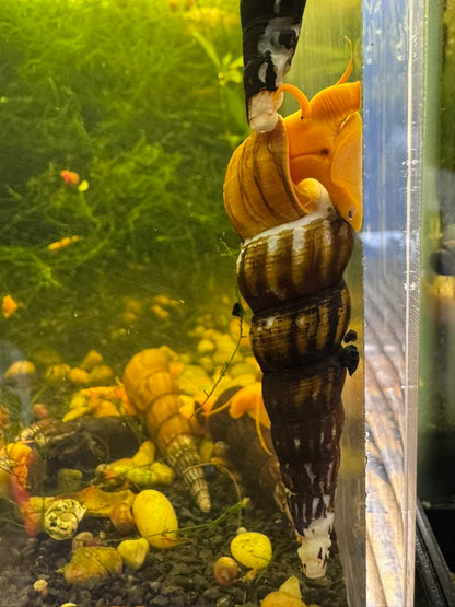 Orange Poso Rabbit Snail (Tylomelania gemmifera)