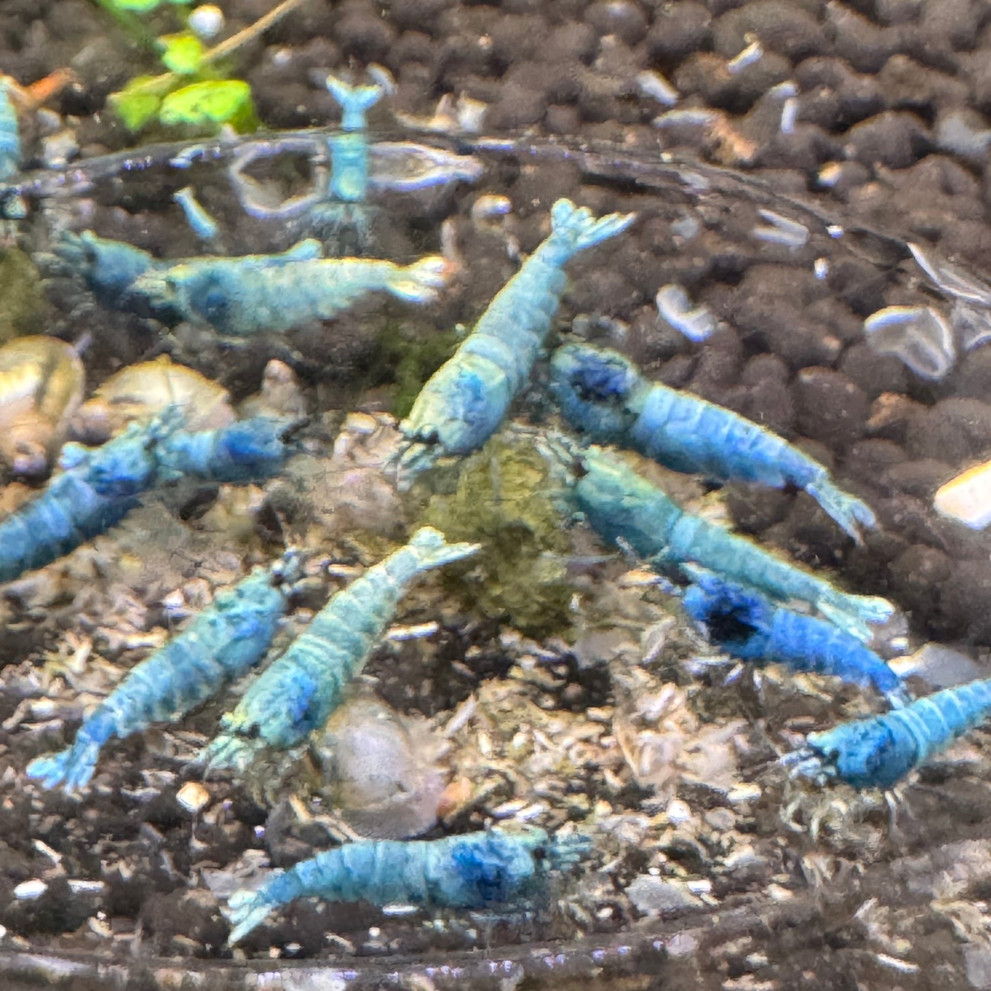 EBB group eating shrimp envy food