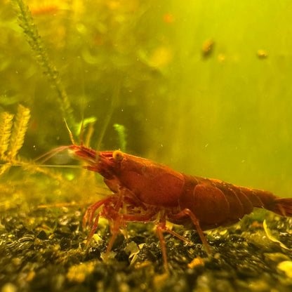 Orange Eye Red Demon (bloody mary) Neocaridina