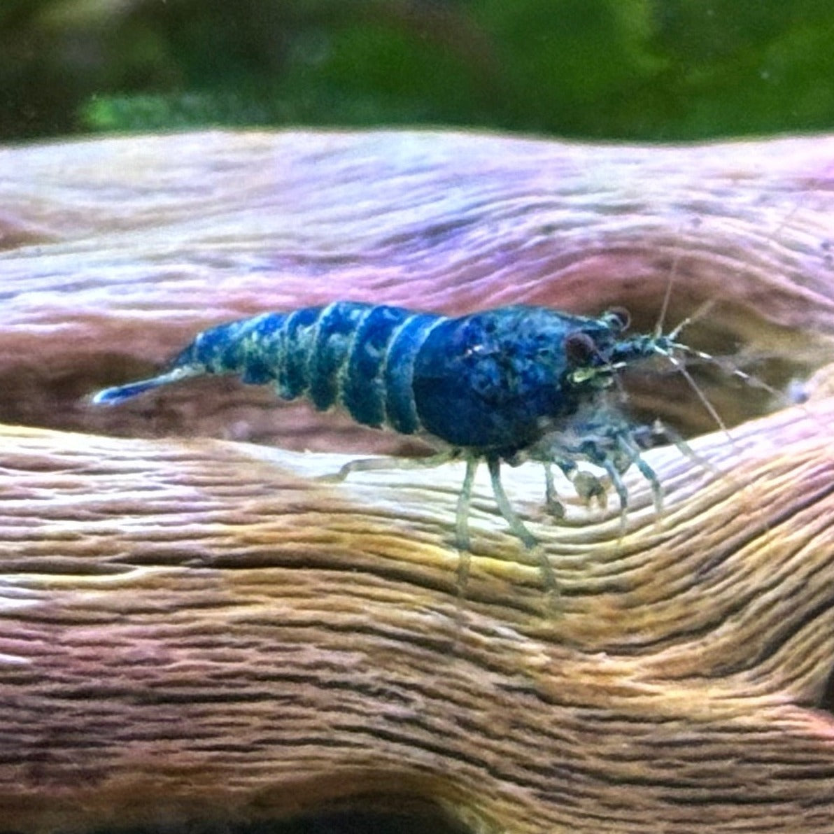 Extreme Blue Bolt Caridina shrimp