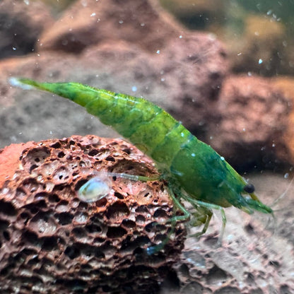 Green Jelly Neocaridina Shrimp