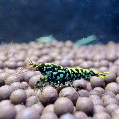 black galaxy fishbone caridina