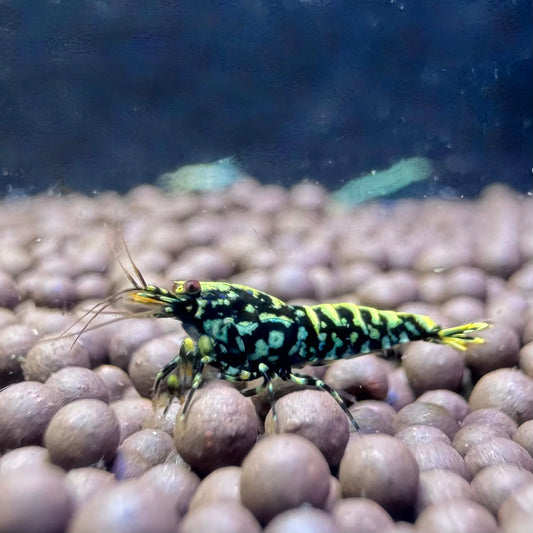 black galaxy fishbone caridina