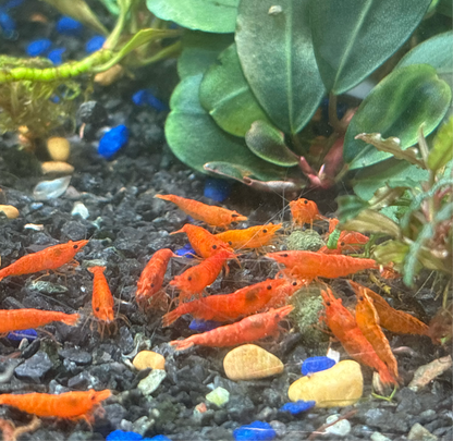 Blood Orange Neocaridina Shrimp