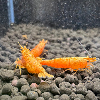 24K Sunkist Orange Neocaridina Shrimp: High Grade SSS