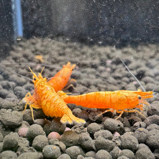 24K Sunkist Orange Neocaridina Shrimp: High Grade SSS