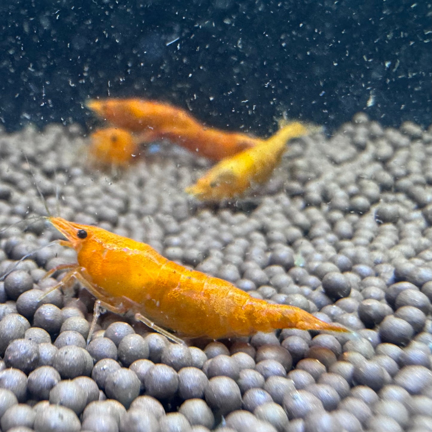 Sunkist Orange Neocaridina Shrimp