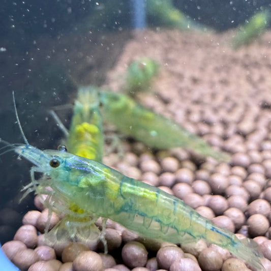 Blue Jelly Neocaridina Shrimp