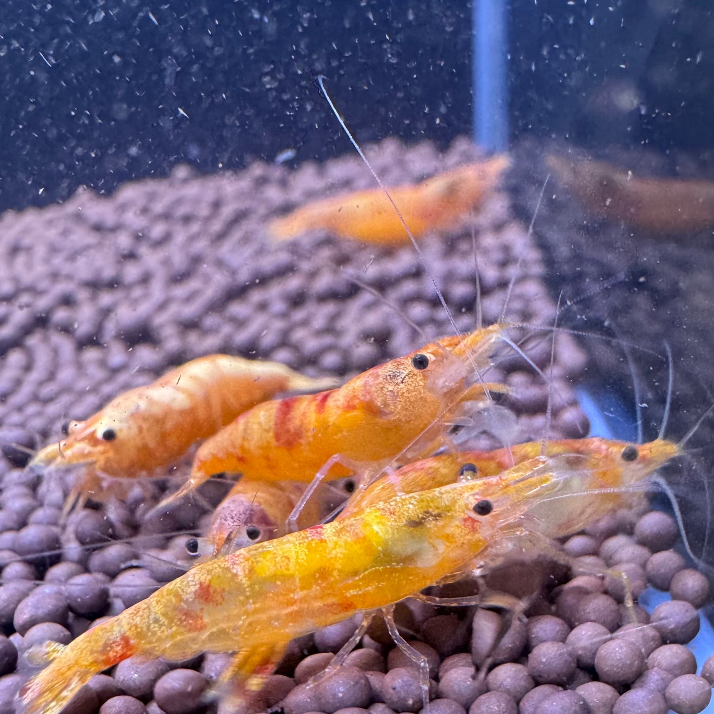 Koi Sunburst Neocaridina shrimp